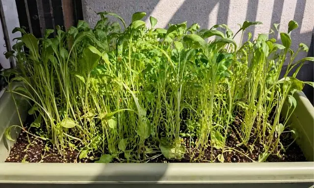 小松菜がひょろひょろになる原因｜間引き不足で密集した状態