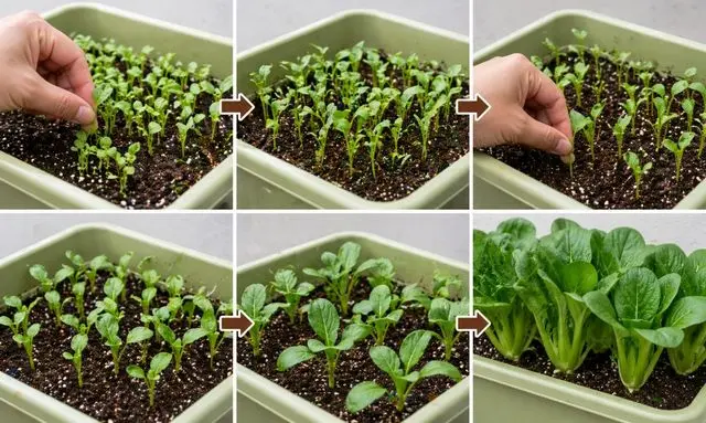 小松菜の間引きタイミング比較｜初期・中期・仕上げの違い