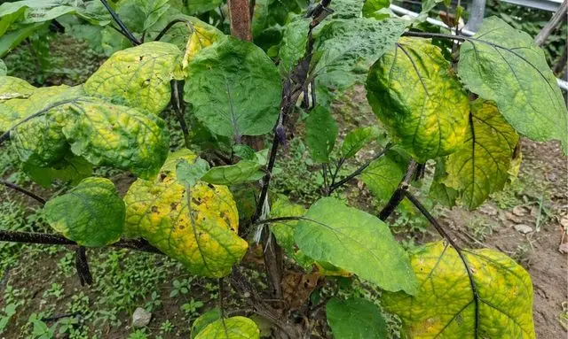 葉っぱが黄色くなる症状の例｜原因別の見分けポイント