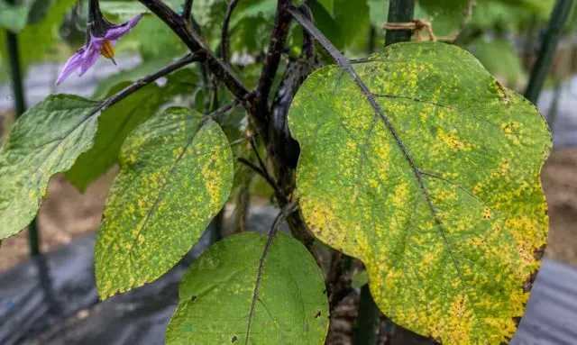 ナスの葉に黄色い斑点が広がる症状と病気やハダニ被害の見分け方