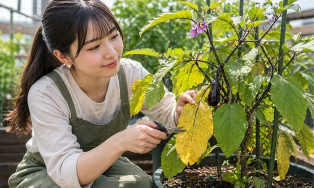 ナスの黄色い葉をハサミで剪定して取り除く女性の手入れ作業