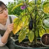 ナスの葉が黄色くなる原因を確認する女性と病気・害虫・肥料不足の診断イメージ