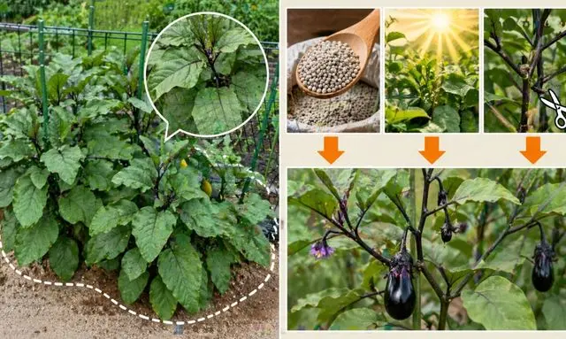 ナスの葉が大きく茂る原因と実がならない状態の比較（肥料過多・日当たり・剪定不足）
