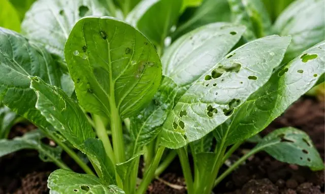 小松菜に虫がつきやすい理由がわかる葉の虫食いと害虫の実例
