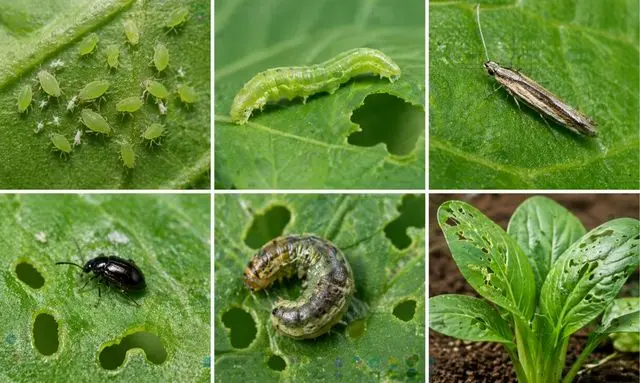 小松菜に発生する虫の種類と見分け方｜葉の穴や害虫の特徴まとめ