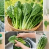 小松菜の虫対策完全ガイド｜原因・洗い方・防除・食べられる判断がわかる画像