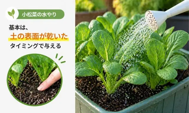 小松菜の水やりは毎日必要？土の乾き具合で判断する正しい方法