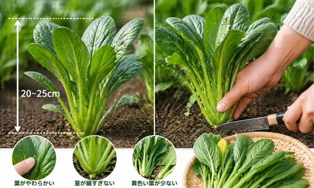 小松菜の収穫目安20〜25cmと収穫方法