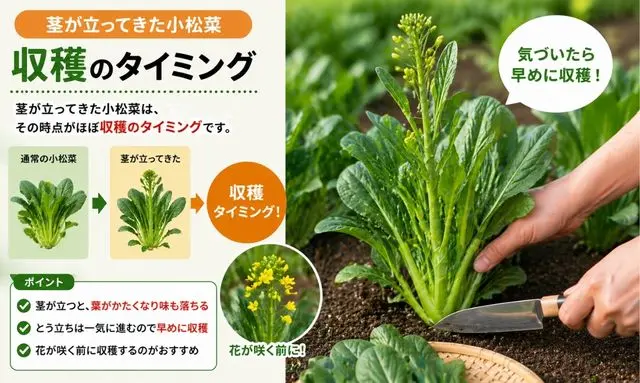 茎が立った小松菜の収穫タイミングと判断