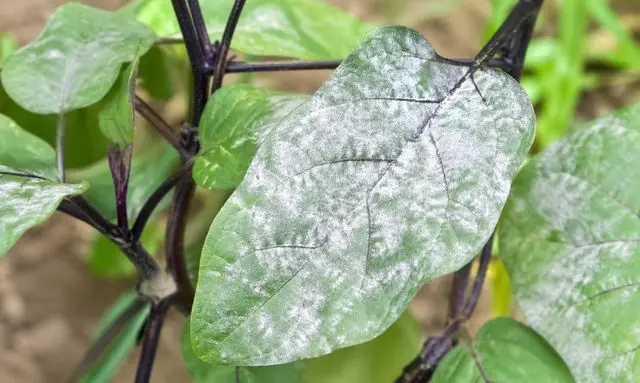 ナスの葉に白い粉状の斑点が広がるうどんこ病の症状