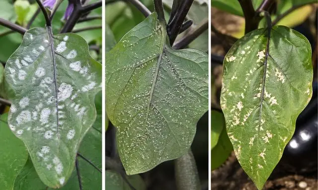 ナスの葉に出る白い斑点の違い（うどんこ病・害虫・葉焼けの比較）