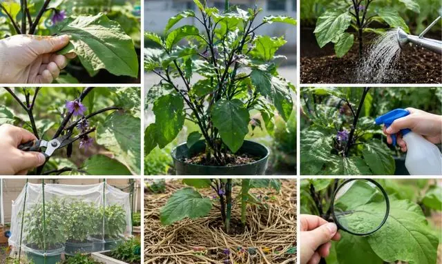 ナス栽培で白い症状を防ぐ管理方法（剪定・水やり・防虫ネット・観察の様子）