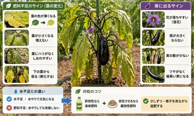 ナスの肥料不足のサイン（葉が黄色くなる・実が大きくならない）と対処法を図解した家庭菜園の画像