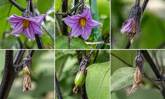 ナスの花が咲いても実がつかない状態と正常な実の成長の違い