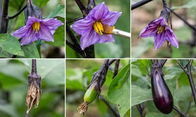 ナスの花が落ちる状態と実がなる状態の違いがわかる比較画像