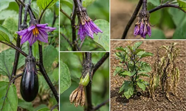 ナスの水不足による花落ちと実がならない状態の違いがわかる比較画像