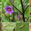 ナスの花が落ちる原因（害虫・水不足・肥料）と実がならない状態の比較画像