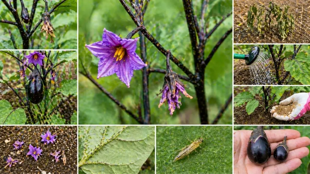 ナスの花が落ちる原因（害虫・水不足・肥料）と実がならない状態の比較画像