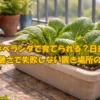 ランダで小松菜を育てるときの置き場所と日当たりのポイント