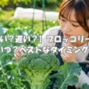 収穫時期を見極めながらブロッコリーを確認する若い女性｜まだ早い・遅いの判断ポイントを観察する様子