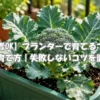 じゃがいもの花が咲かない原因は？咲かなくても収穫できる理由と対処法