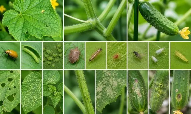 きゅうりの葉・茎・実に出る異変の原因は？害虫の種類と見分け方