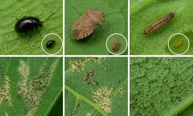 きゅうりの葉に黒い点や虫がつく原因は？害虫とフンの見分け方
