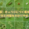 きゅうりの害虫の種類と被害の見分け方｜写真でわかる完全ガイド
