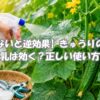 きゅうりに牛乳スプレーを使って害虫対策をしている家庭菜園の様子
