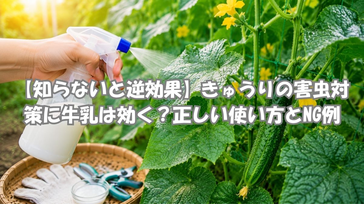 きゅうりに牛乳スプレーを使って害虫対策をしている家庭菜園の様子