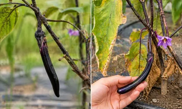 ナスの実が細い原因｜肥料不足や株の疲れで細くなったナスの状態