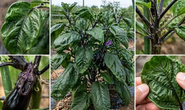 ナスの肥料過多のサイン｜葉が濃い緑で大きい・茎が太い状態の例
