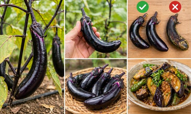 曲がったナスは食べられる？収穫OKとNGの見分け方と調理例