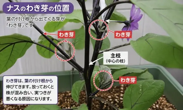 ナスのわき芽の位置と見分け方|プランター栽培で摘む場所がわかる写真