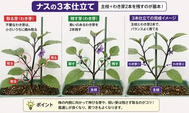 ナスの3本仕立ての方法|わき芽をどこまで取るか一目でわかる比較図