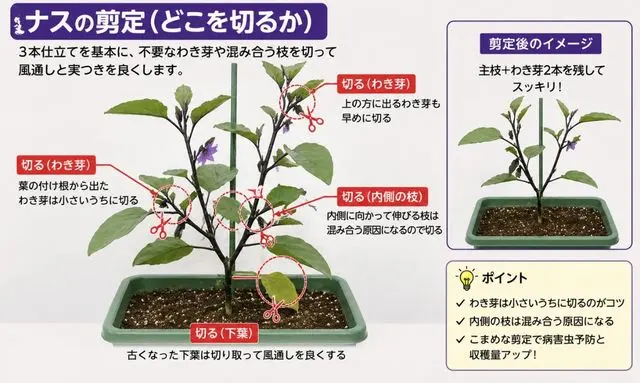 ナスの剪定方法|どこを切るか迷わないわき芽と枝の切り方図
