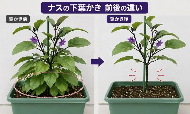 ナスの下葉処理ビフォーアフター|葉かきで風通しが良くなる変化