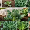 ブロッコリーの栽培から収穫までの流れをまとめた画像｜苗・生育・収穫・脇芽収穫までの過程