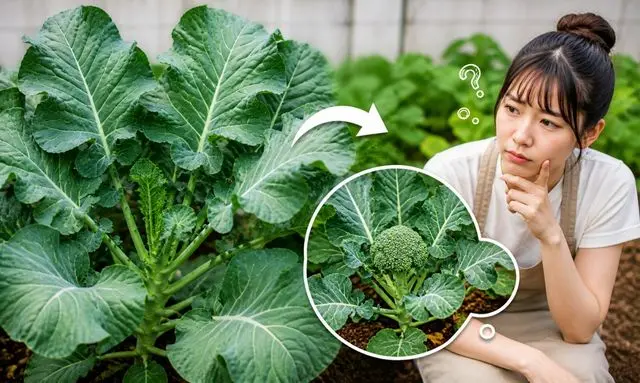 葉ばかり大きいブロッコリーと小さい花蕾を比較して悩む女性