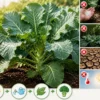 葉ばかり育つブロッコリーと花ができる状態を比較した改善イメージ