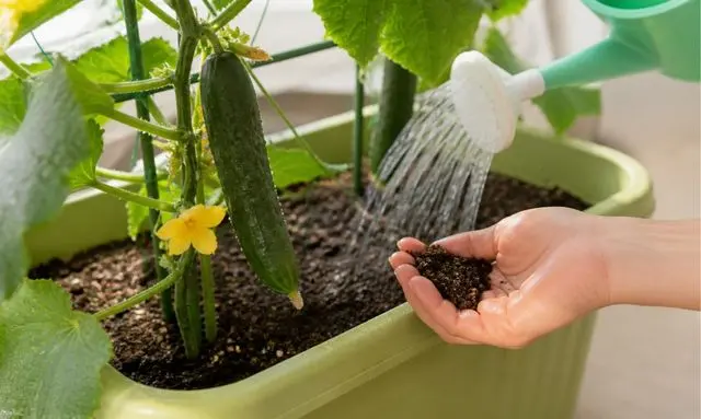 プランターで育てたキュウリに水やりしながら土の乾き具合を確認している様子