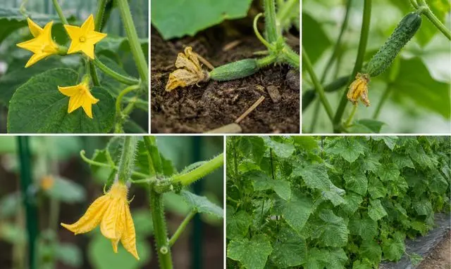 きゅうりの実がならない原因｜花が落ちる・実が枯れる症状の違いを画像で解説