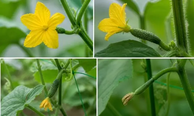 きゅうりの実がならない原因｜雄花と雌花の違いと見分け方を画像で解説