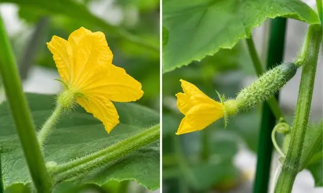 きゅうりの雄花と雌花の見分け方|実の赤ちゃんの有無で違いが一目でわかる比較画像