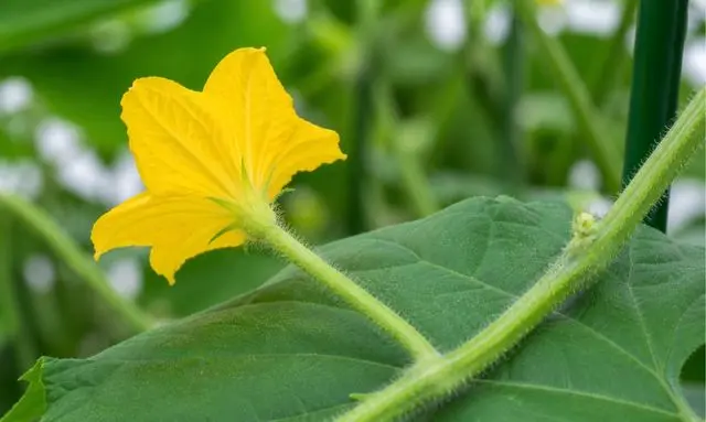 きゅうりの雄花は実がつかない|付け根がスッキリした花の見分け方