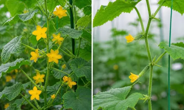 きゅうりの雄花と雌花の違い|雄花は多く雌花は少ないつき方の比較画像