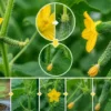 きゅうりの雄花と雌花の違い｜実の赤ちゃんでわかる見分け方と成長の流れ