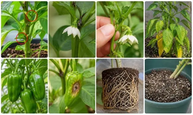 ピーマンの実がならないときの見分け方｜花が落ちる・葉が黄色い・根詰まりの症状