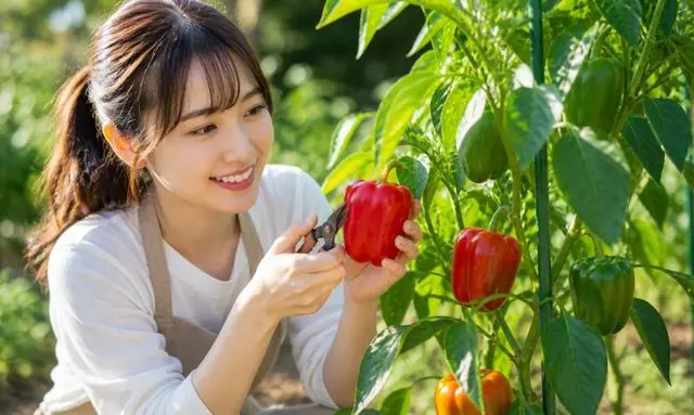 赤ピーマンを収穫する女性と完熟の見分け方イメージ