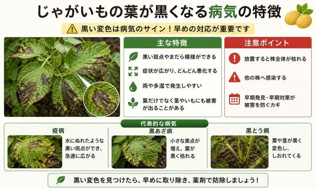 じゃがいもの葉が黒くなる症状（病気の斑点と進行パターン）